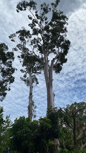 Ecological Tree Services — Customer photo