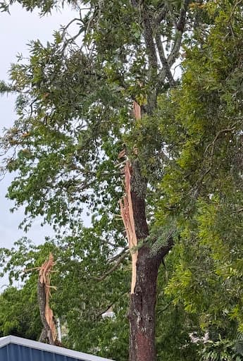 Tip Top Trees and Gardens — Customer photo