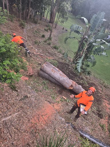 Branch Manager Tree Services — Customer photo