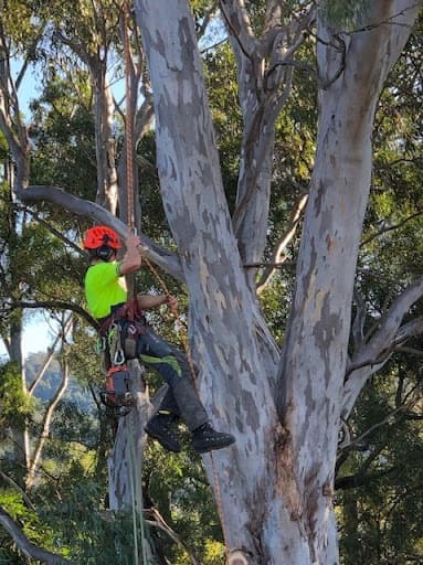 Bohmer's Tree Care — Customer photo