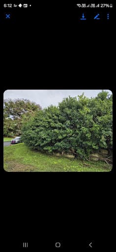 Tree Lopping Gold Coast — Customer photo