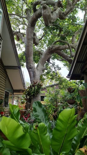Brisbane Trees and Gardens — Customer photo