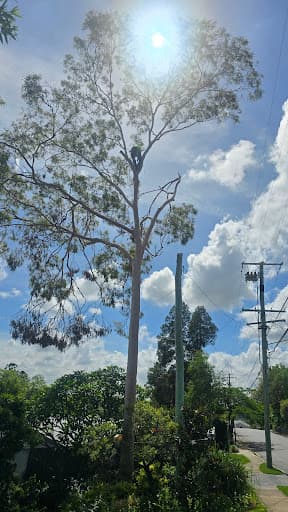 Ecological Tree Services — Customer photo