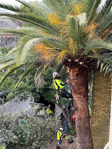 Sydney Tree Company — Customer photo