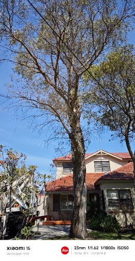 True Blue Tree Lopping — Customer photo