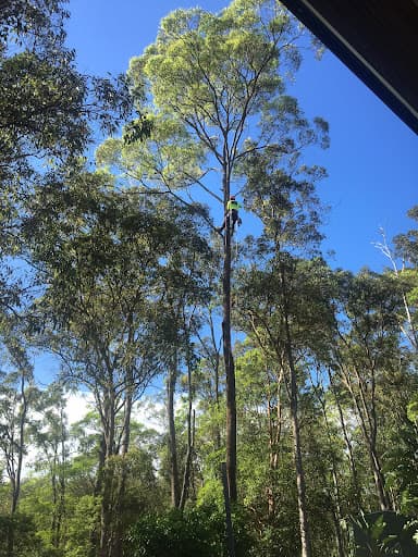 North Brisbane Trees — Customer photo