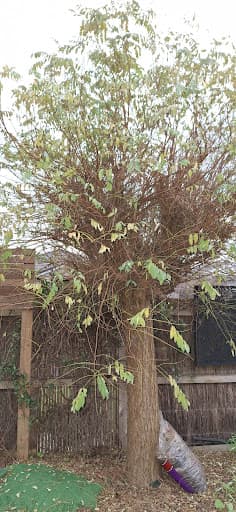 Trojan Trees — Customer photo