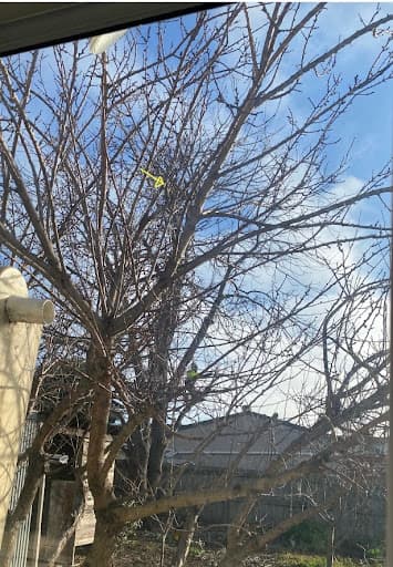 Tailored Tree Care — Customer photo