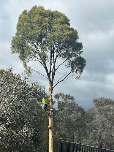 ASAP Arborist — Customer photo