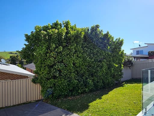 Illawarra Arborist - Tree Services — Customer photo