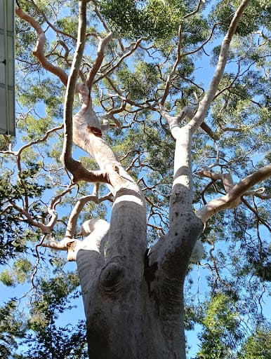 Branch Out Tree Specialists — Customer photo