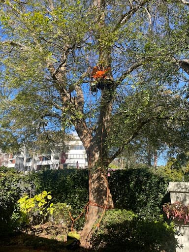 Forest Tree Service — Customer photo