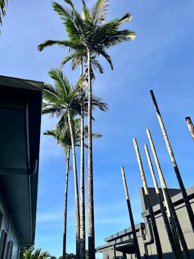 Coral Coast Tree Care — Customer photo