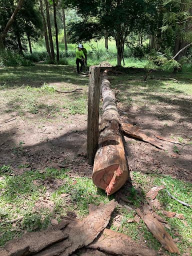 North Brisbane Trees — Customer photo