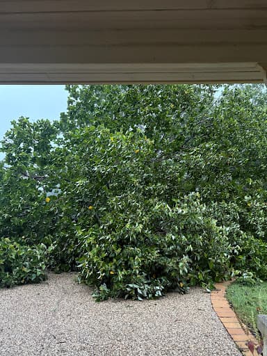 Mint Tree Services — Customer photo