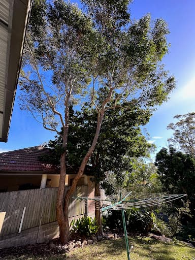 Sydney Wide Tree Cutting — Customer photo