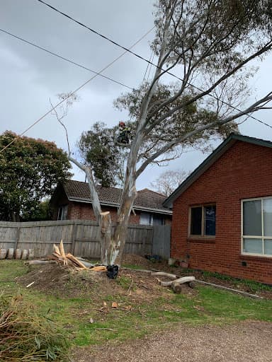 Tailored Tree Care — Customer photo
