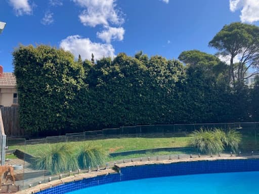 Trav's Tree Services — Customer photo