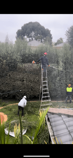 Proleaf Pty Ltd — Customer photo