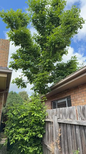 The Yard - Tree Services — Customer photo