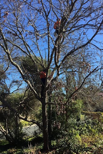 ACT Tree Felling — Customer photo