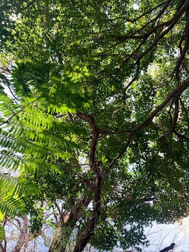 Branch Out Tree Specialists — Customer photo