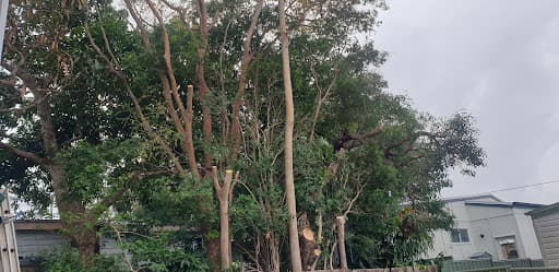 Branch Manager Tree Services — Customer photo