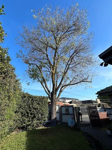 Leafy Tree Care — Customer photo