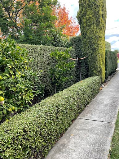 Hedge Works Geelong — Customer photo