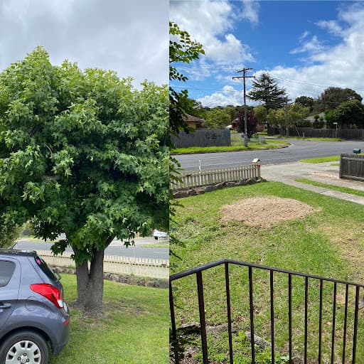Major Tree Services — Customer photo