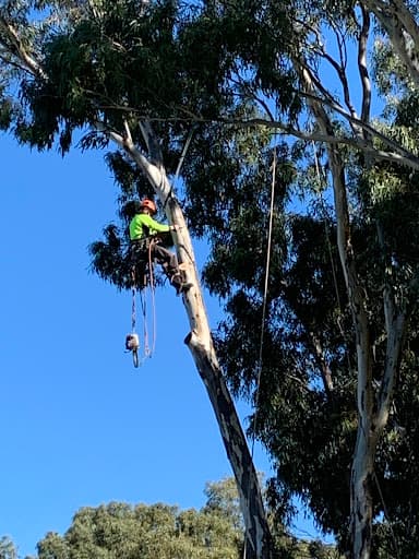 Northern Tree Services🌳🌴🌲 — Customer photo