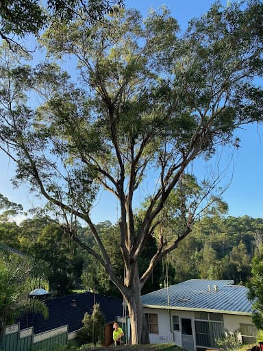 Branch Out Tree Specialists — Customer photo