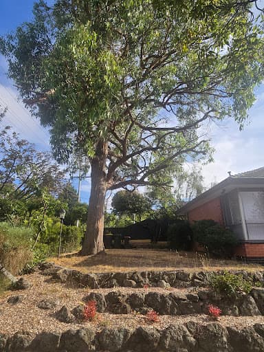 Future Tree Health — Customer photo
