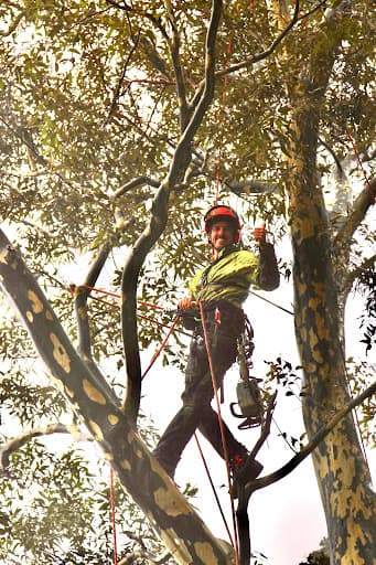 Urban Tree Solutions — Customer photo