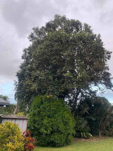 Coral Coast Tree Care — Customer photo