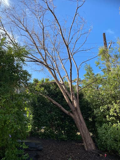 FTGU Tree Services — Customer photo