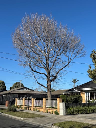Rocky's Tree Removal — Customer photo
