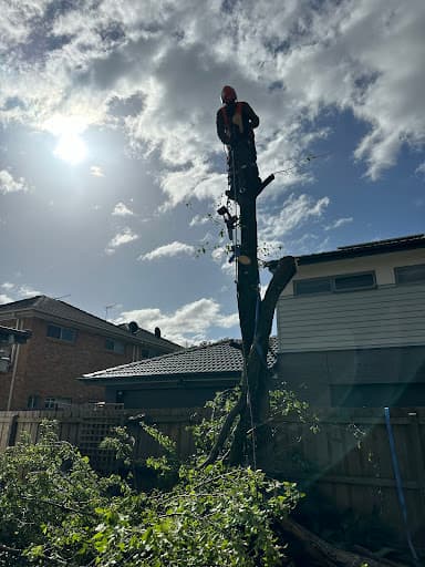 Harry's Yard: Tree Removal Services — Customer photo