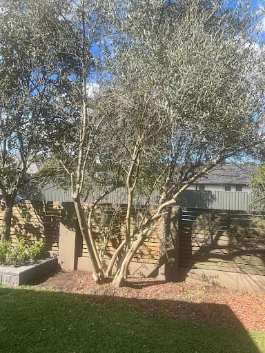 Western Sydney Stump Grinding & Tree Removal Services — Customer photo