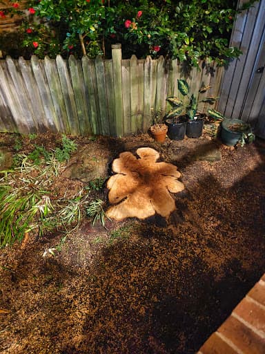 Trees Company — Customer photo