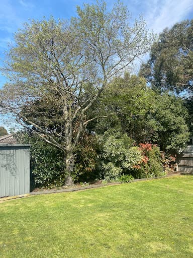 Alpine Tree Management — Customer photo