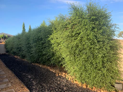 Hedge Works Ballarat — Customer photo