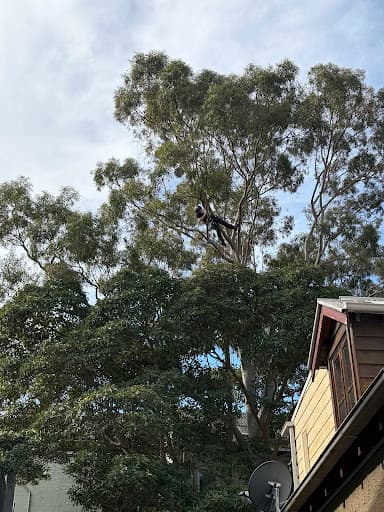Trees Company — Customer photo