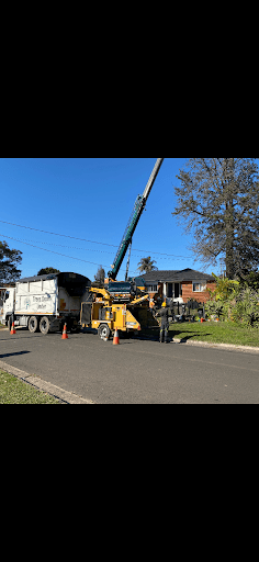 Trees Down Under — Customer photo