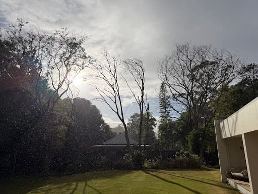 Tree Lopping Gold Coast — Customer photo
