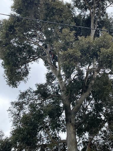 Richmond Tree Specialists — Customer photo