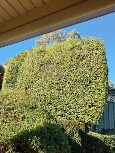 Hedge Works Bendigo — Customer photo