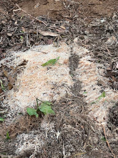 FNQ Stump Grinding — Customer photo