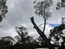 iClimb Tree Solutions