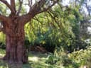 Tree-Wise Men Tasmania